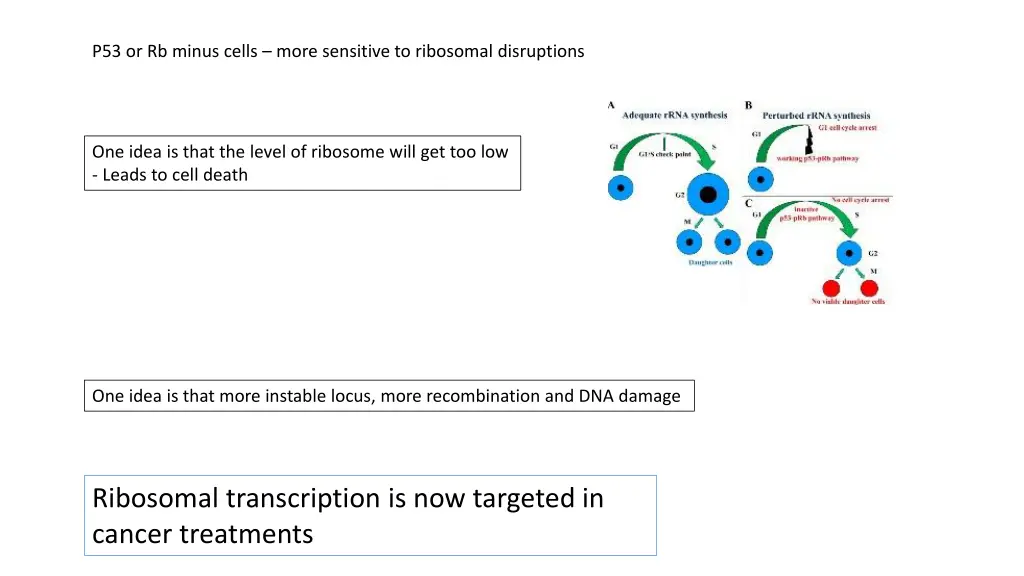 p53 or rb minus cells more sensitive to ribosomal