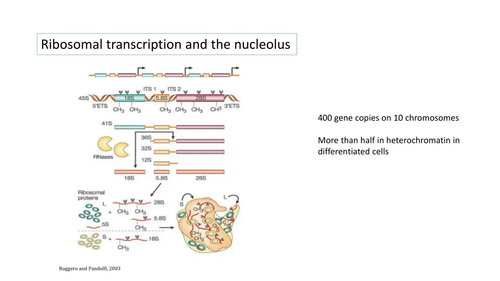 ribosomal transcription and the nucleolus