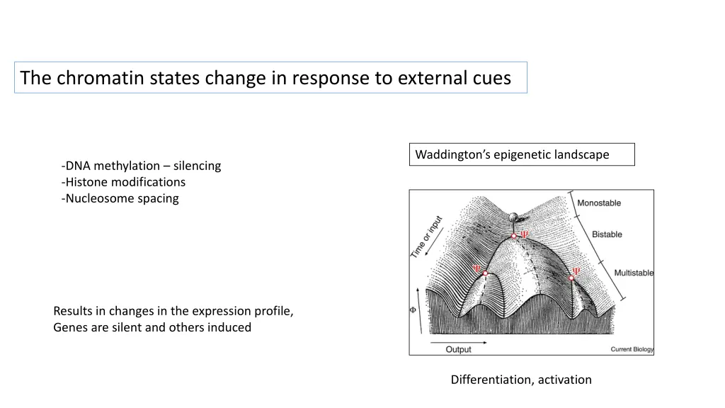 the chromatin states change in response