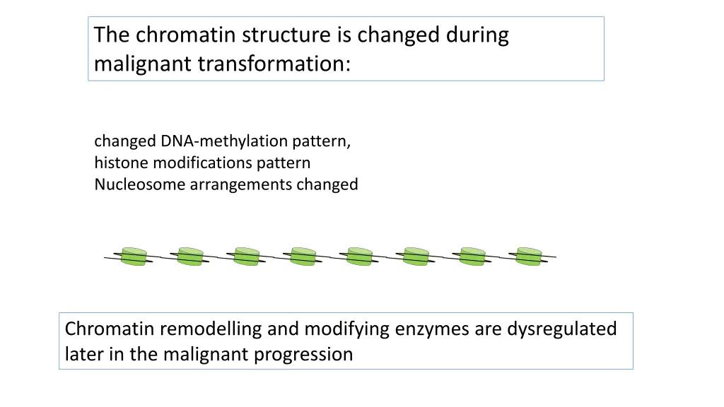 the chromatin structure is changed during 1