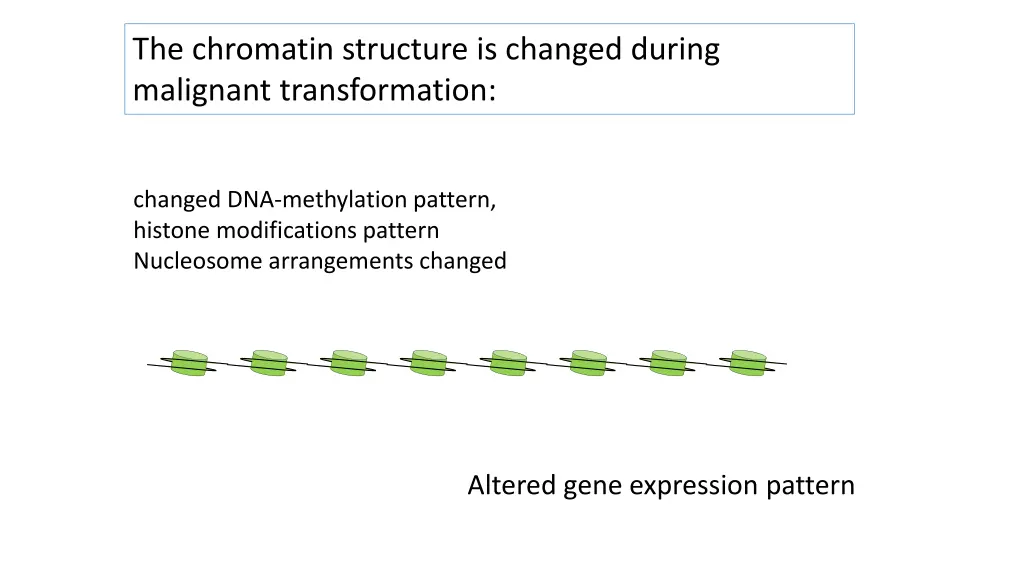 the chromatin structure is changed during