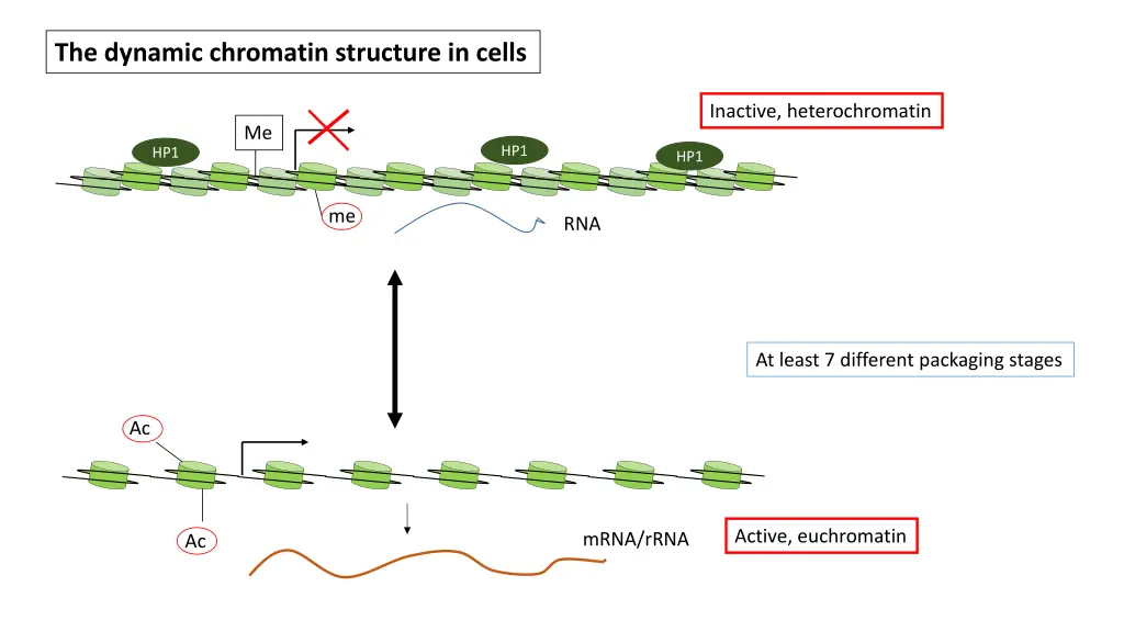 the dynamic chromatin structure in cells