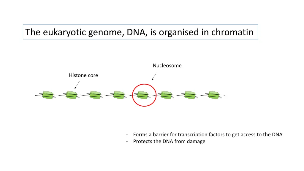 the eukaryotic genome dna is organised