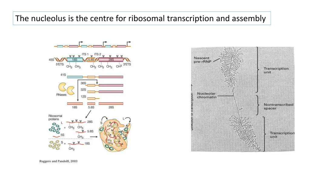 the nucleolus is the centre for ribosomal