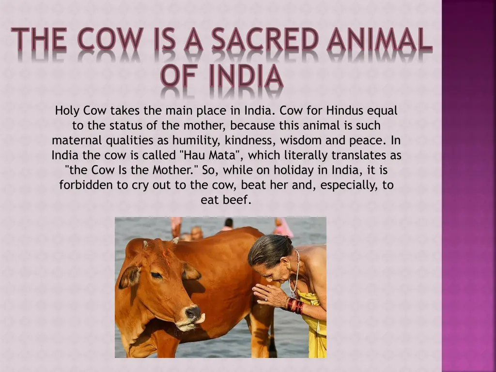 holy cow takes the main place in india
