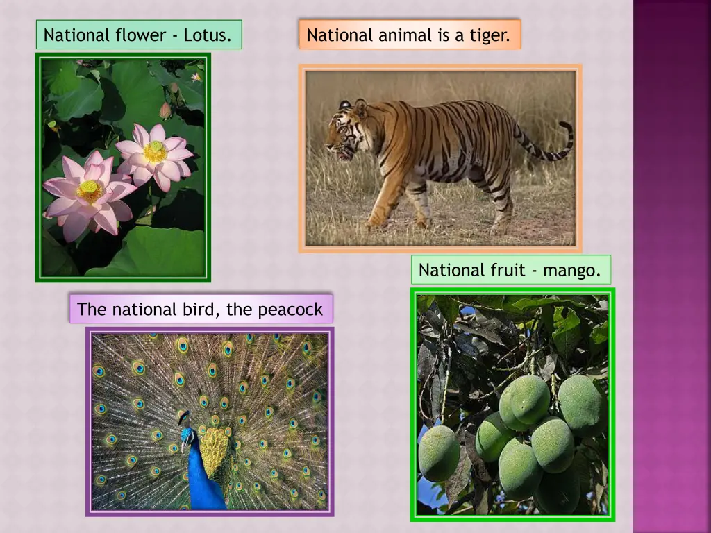 national flower lotus