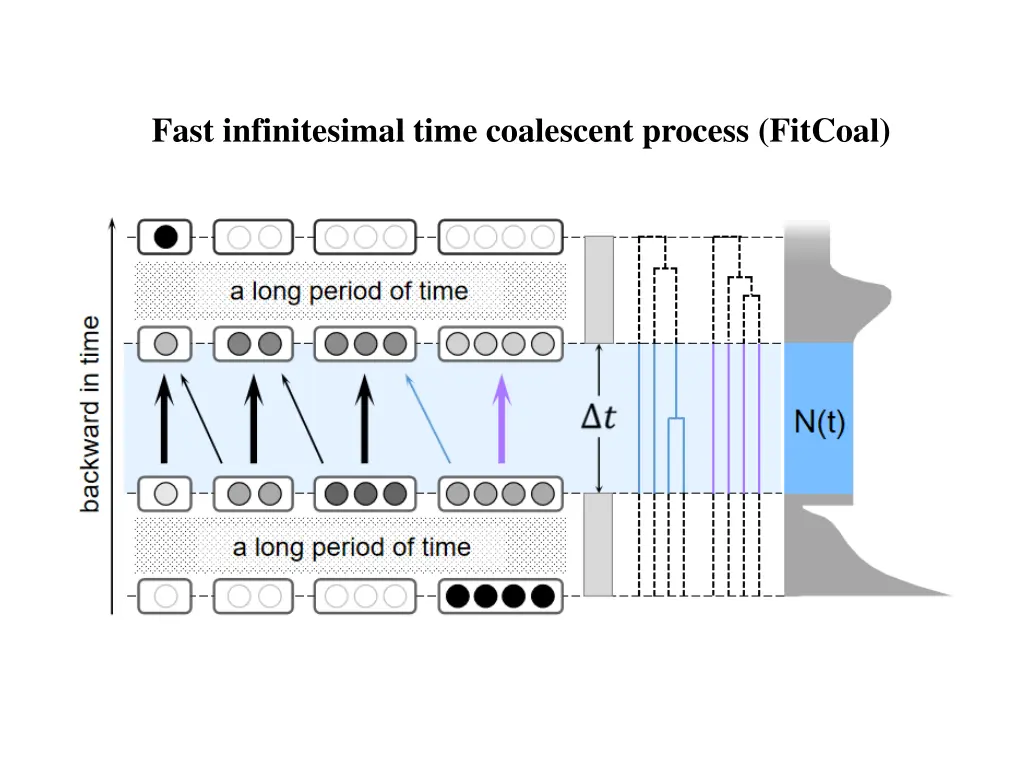 fast infinitesimal time coalescent process fitcoal