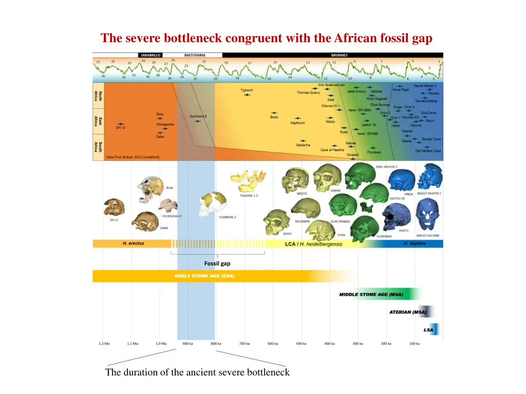 the severe bottleneck congruent with the african