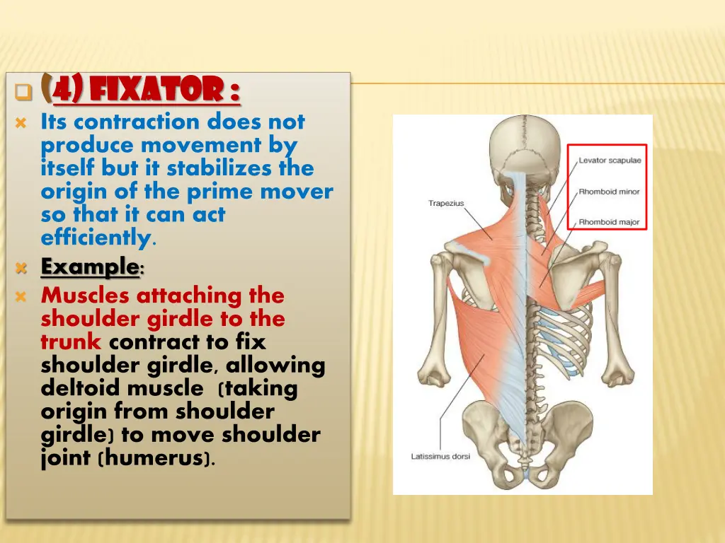 4 4 fixator fixator its contraction does