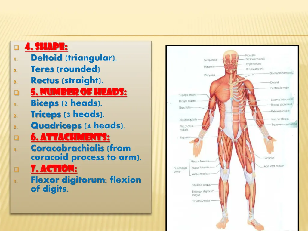 4 shape 4 shape deltoid triangular teres rounded