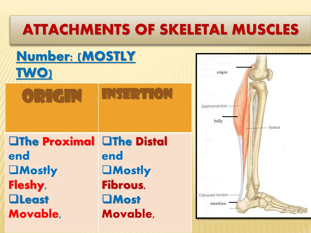 attachments of skeletal muscles