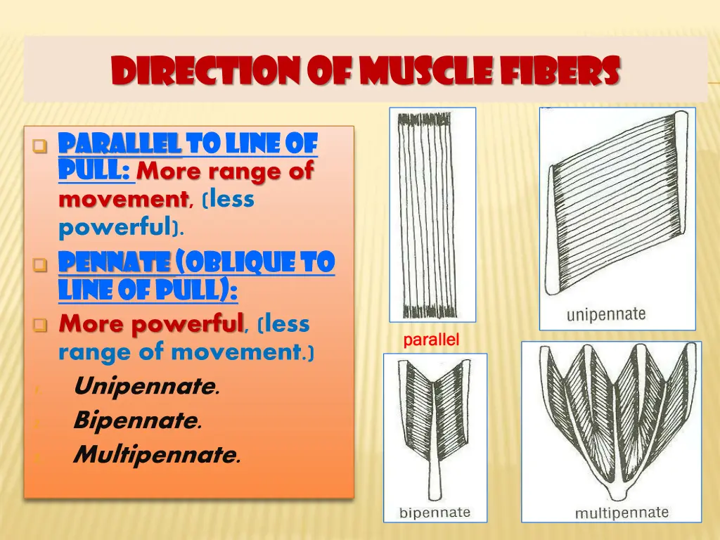 direction of muscle fibers direction of muscle