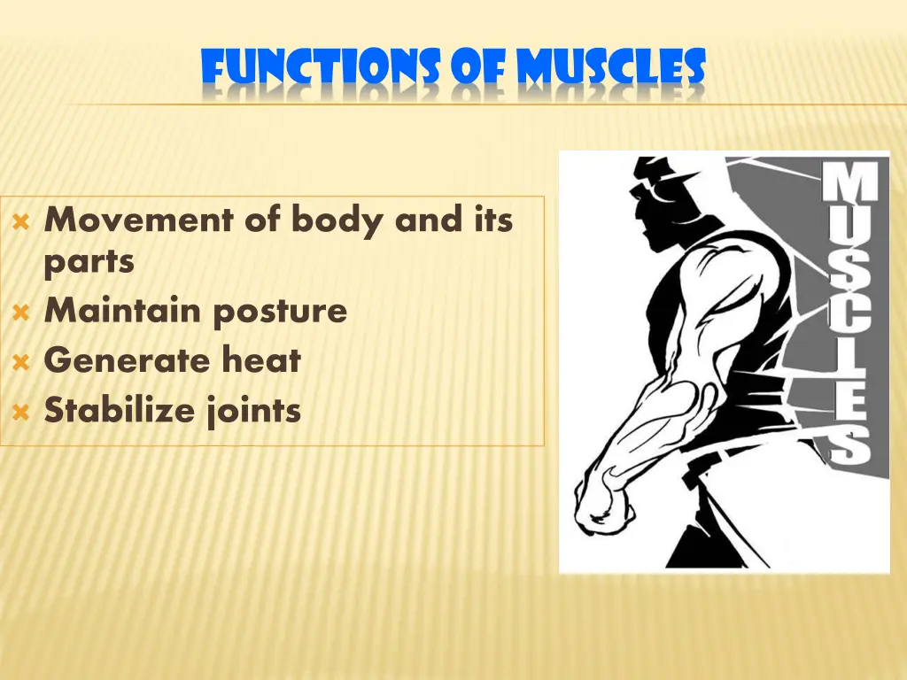functions of muscles