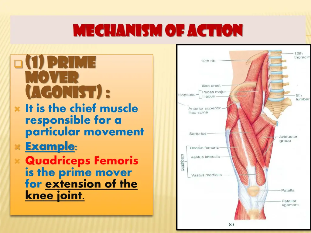 mechanism of action mechanism of action