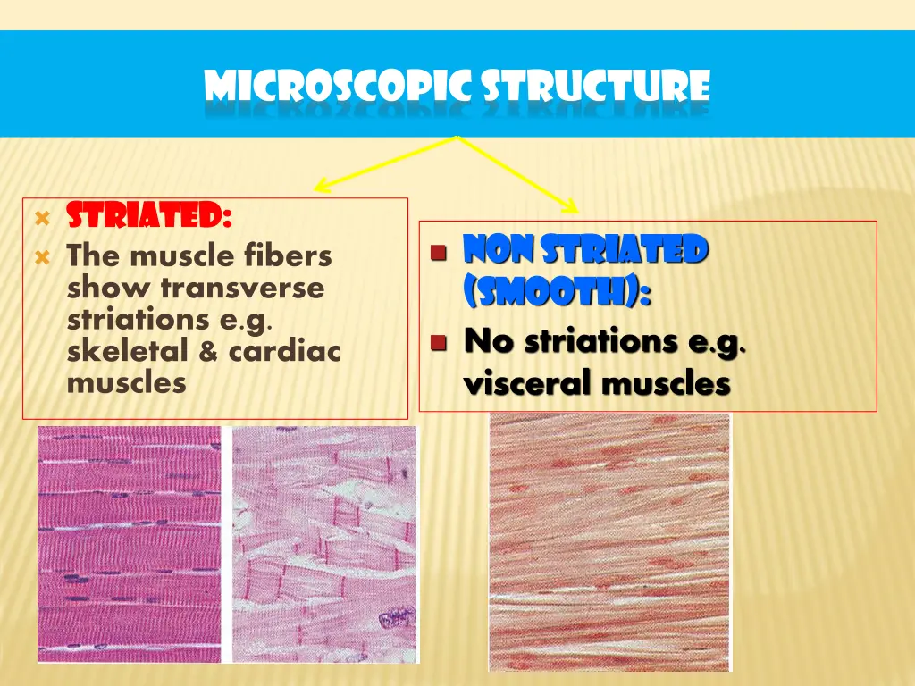 microscopic structure