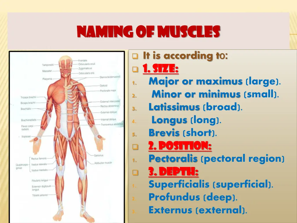 naming of muscles naming of muscles