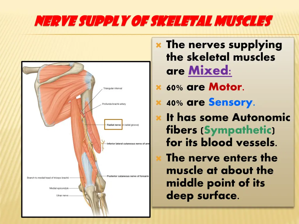 nerve supply of skeletal muscles nerve supply