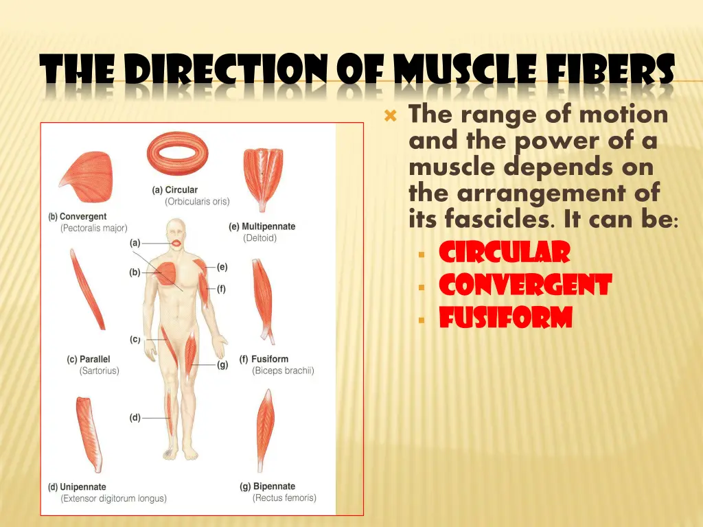 the direction of muscle fibers