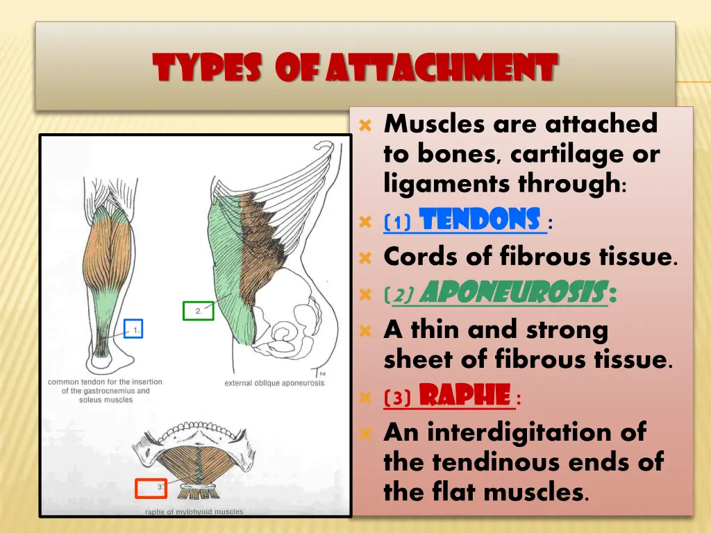 types of attachment types of attachment