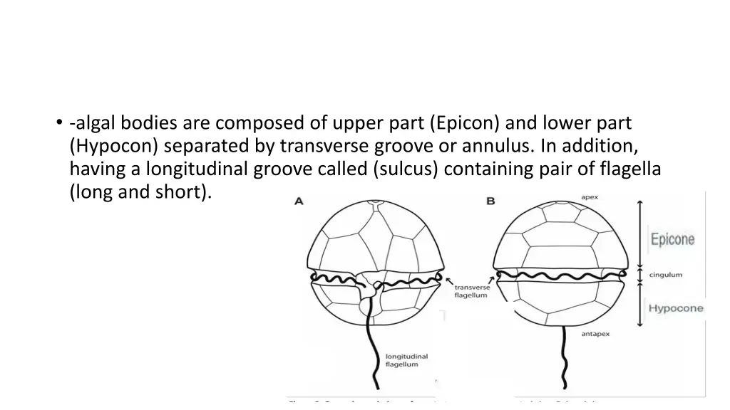 algal bodies are composed of upper part epicon