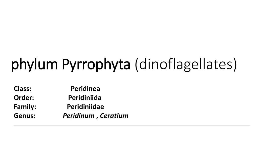 phylum phylum pyrrophyta pyrrophyta
