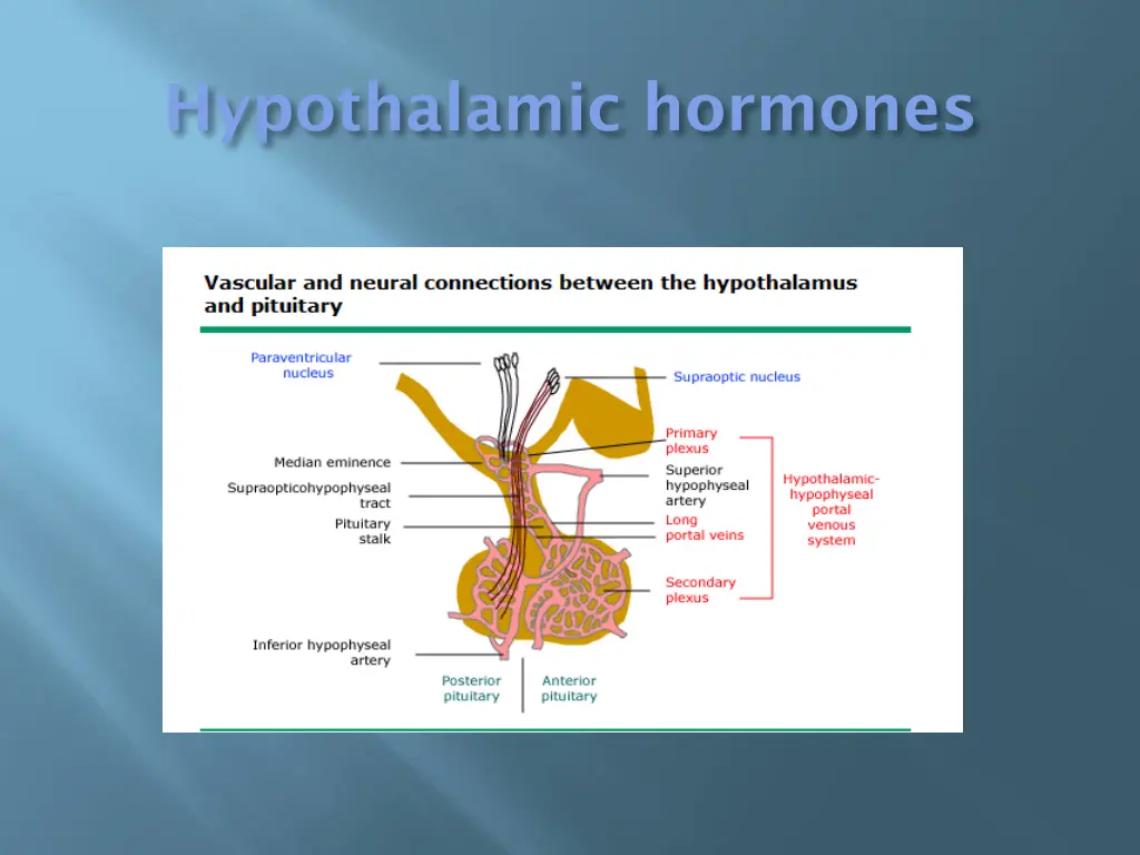 hypothalamic hormones