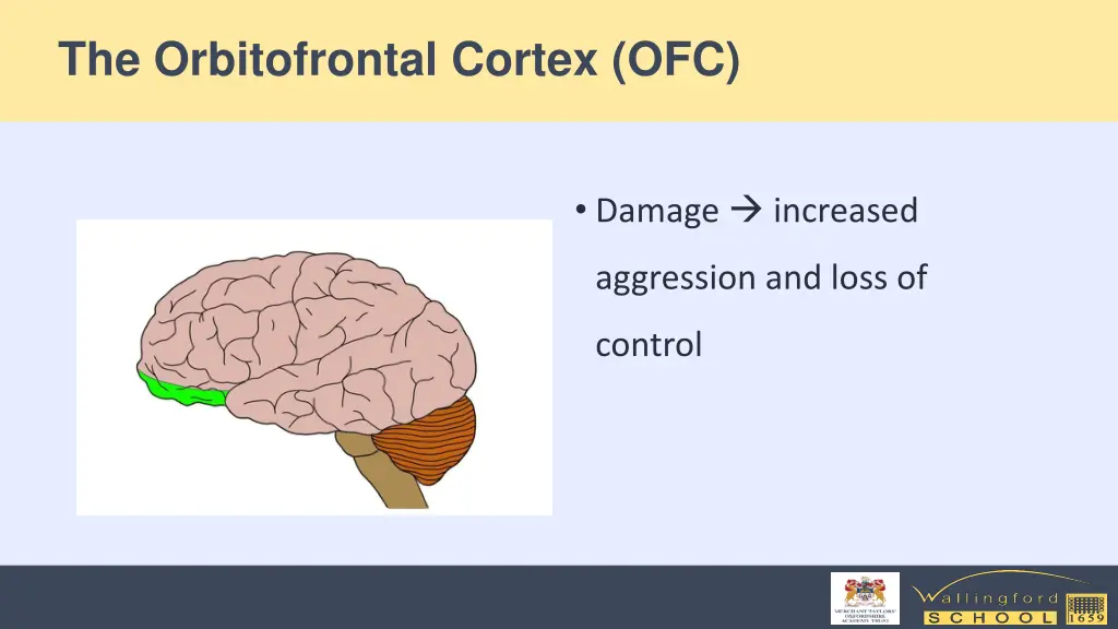 the orbitofrontal cortex ofc