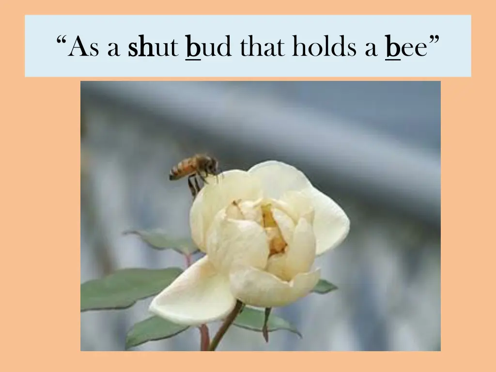 as a sh shut b bud that holds a b b ee