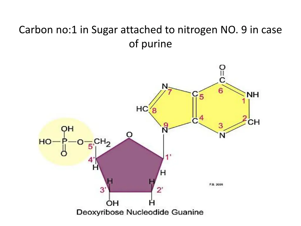 carbon no 1 in sugar attached to nitrogen