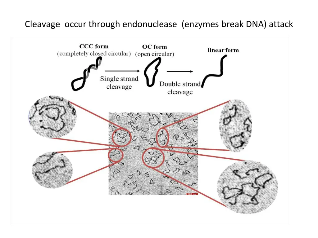 cleavage occur through endonuclease enzymes break