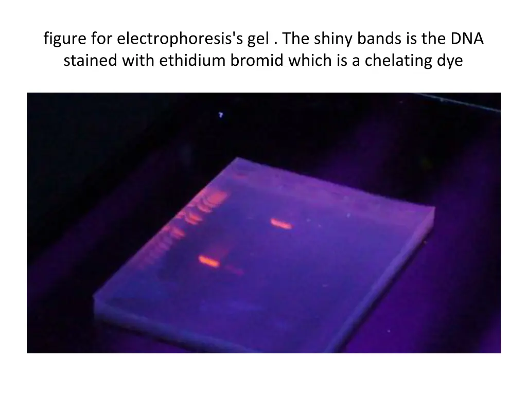figure for electrophoresis s gel the shiny bands