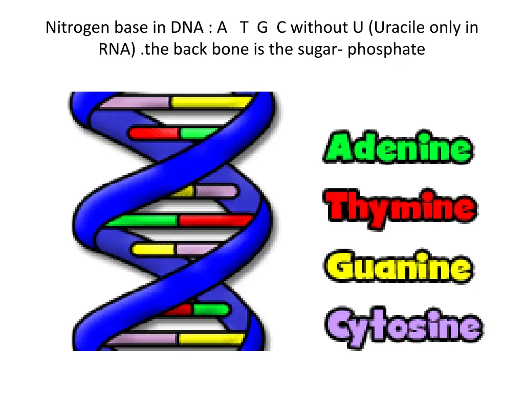 nitrogen base in dna a t g c without u uracile