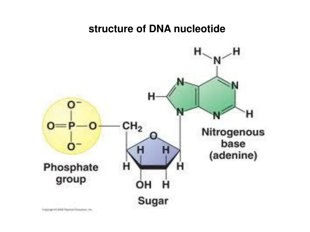 structure of dna nucleotide