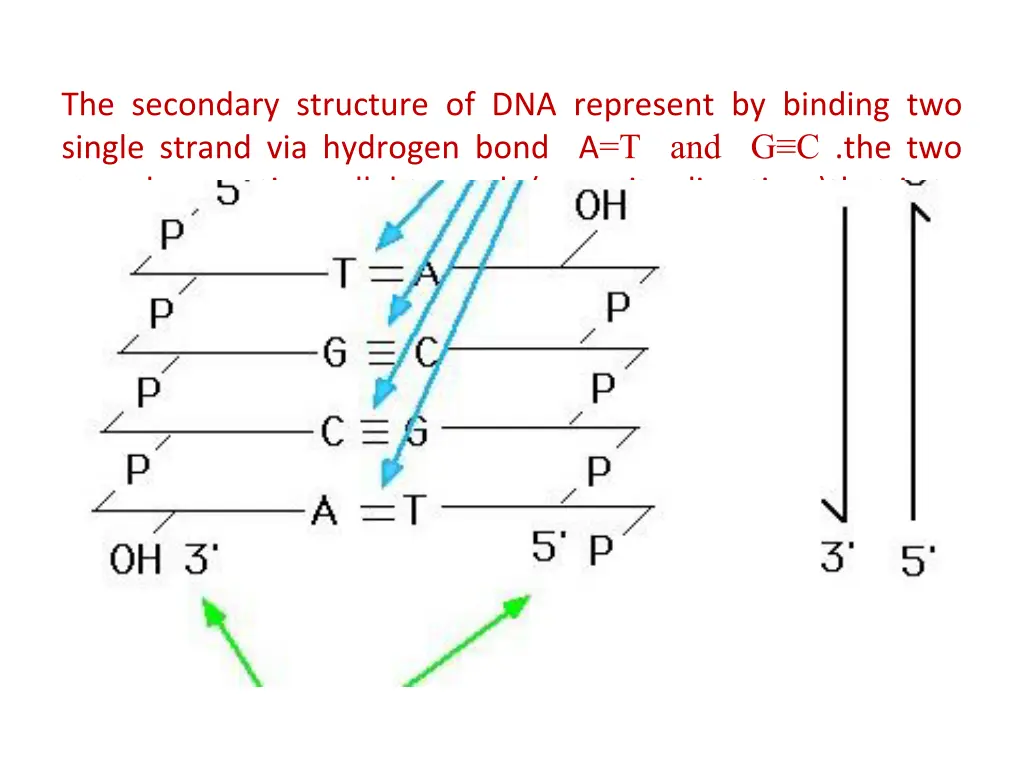 the secondary structure of dna represent