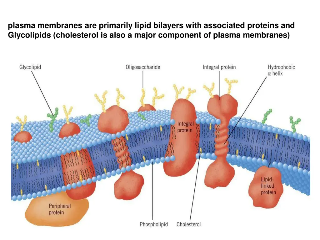 plasma membranes are primarily lipid bilayers