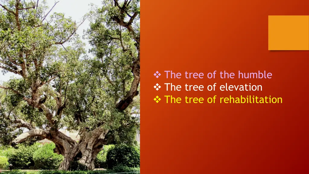 the tree of the humble the tree of elevation