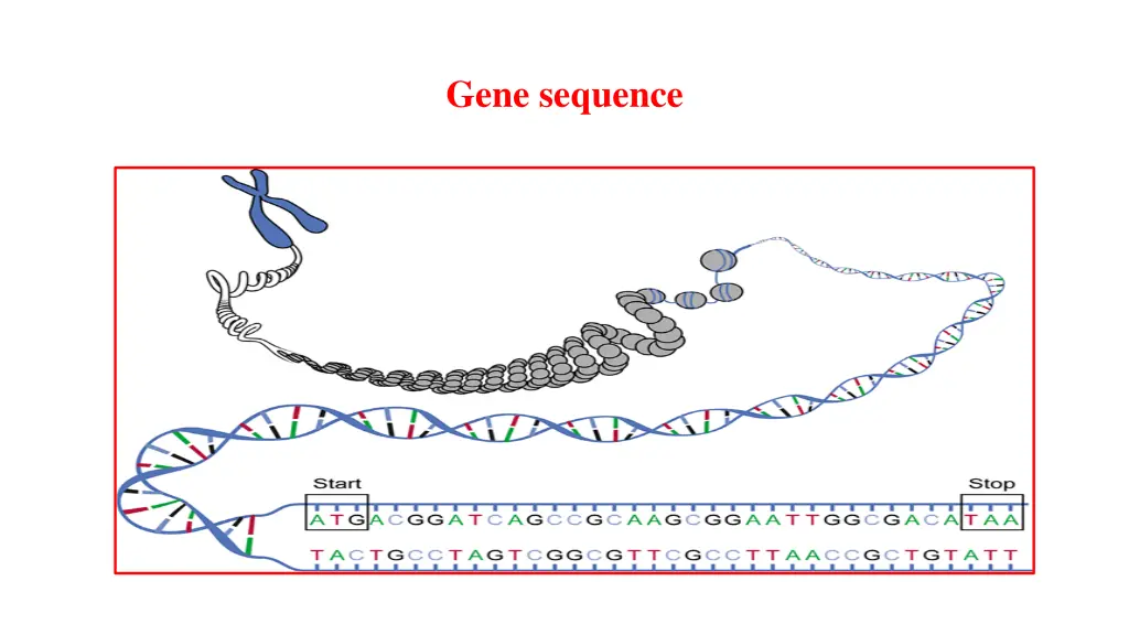 gene sequence