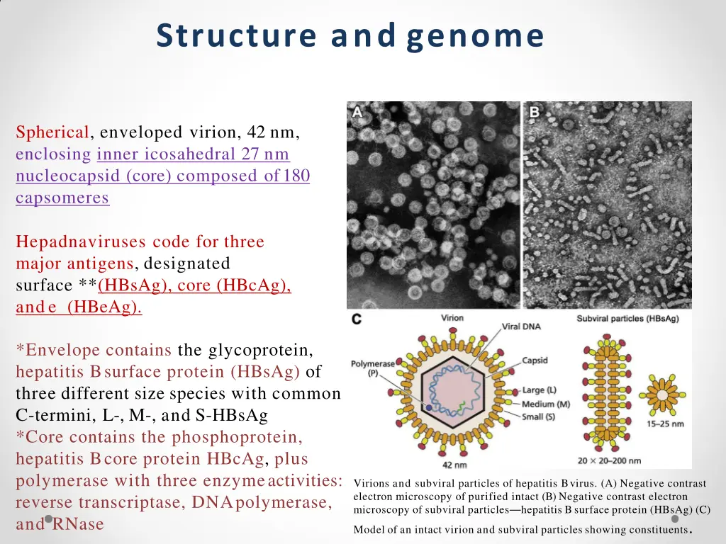 structure and genome