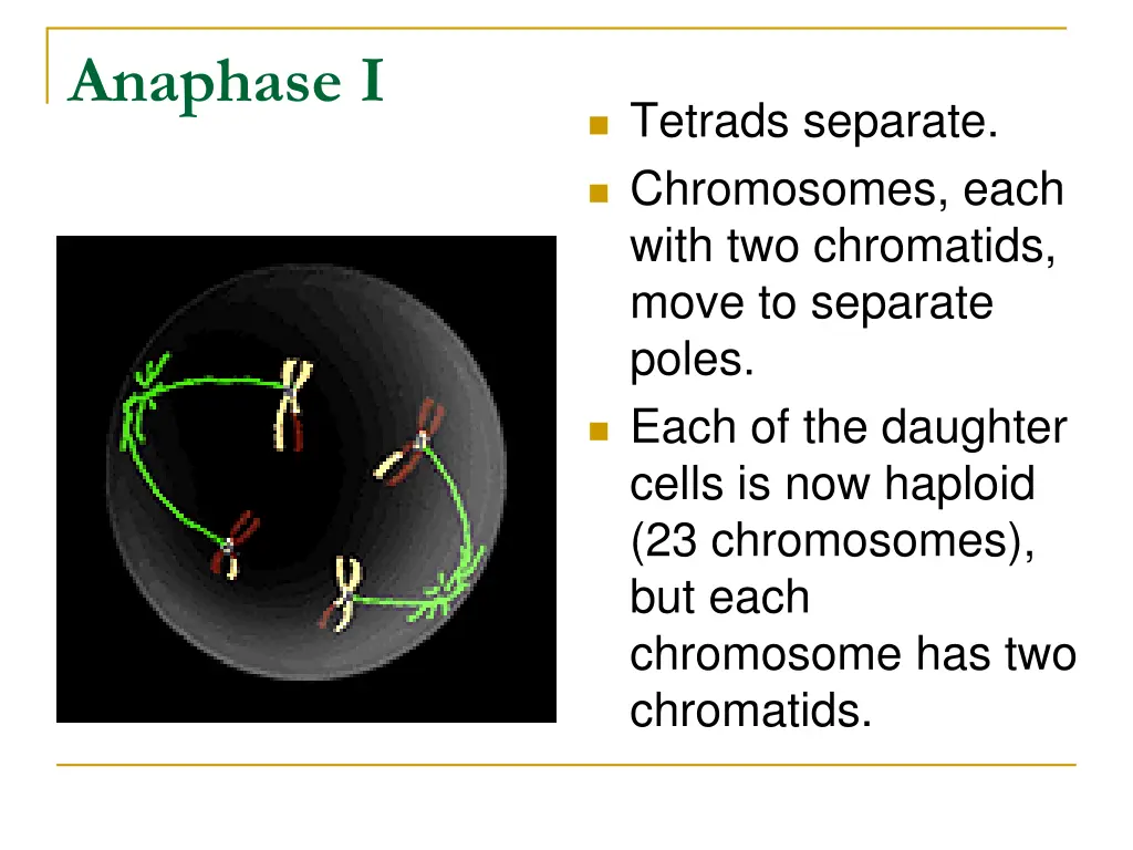 anaphase i