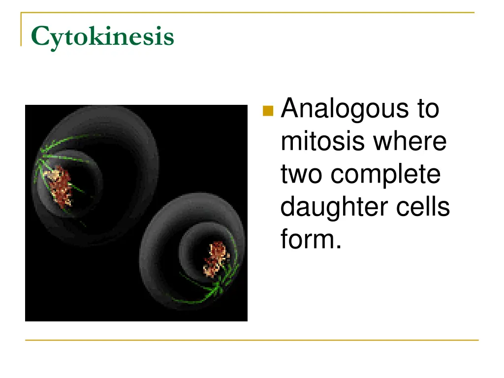 cytokinesis