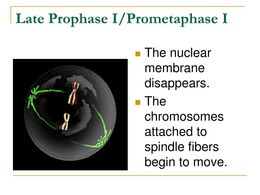 late prophase i prometaphase i