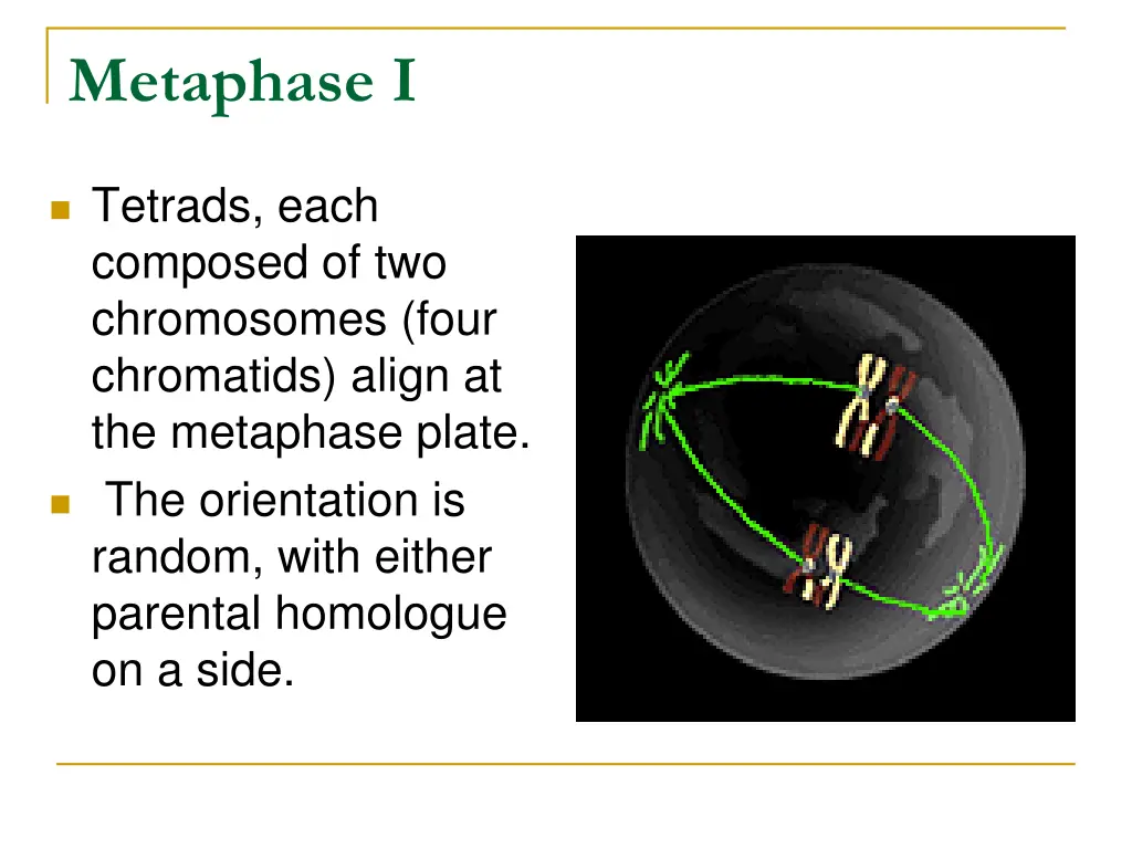 metaphase i