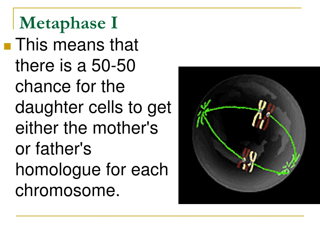 metaphase i this means that there