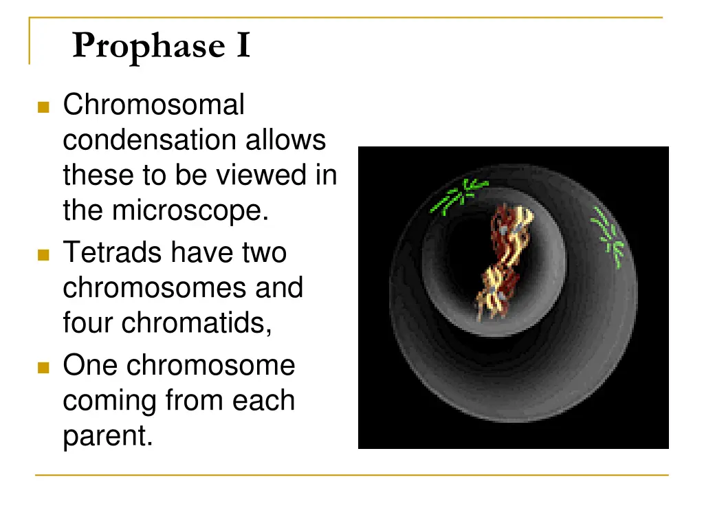 prophase i 2
