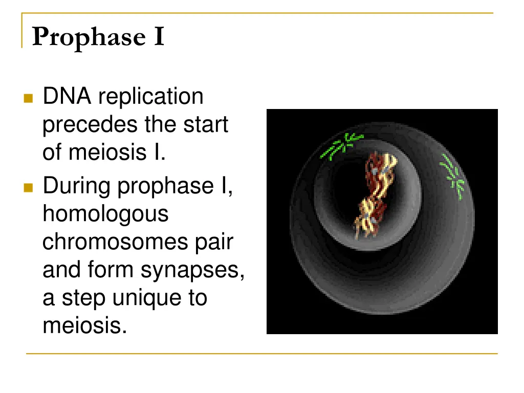 prophase i