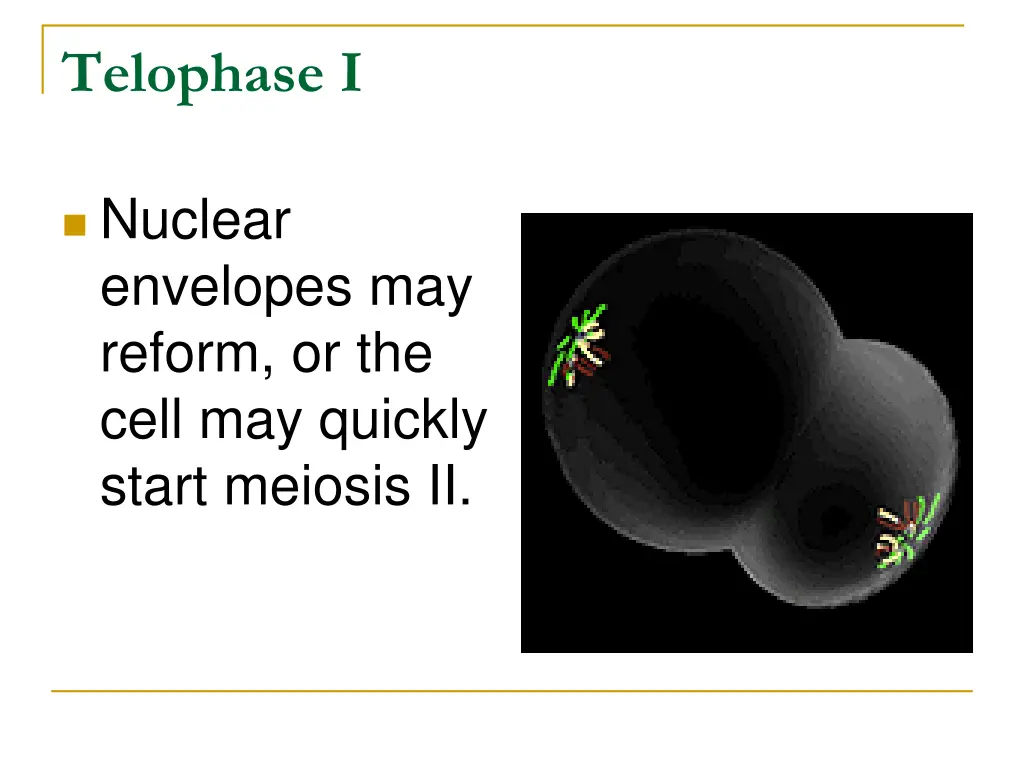 telophase i