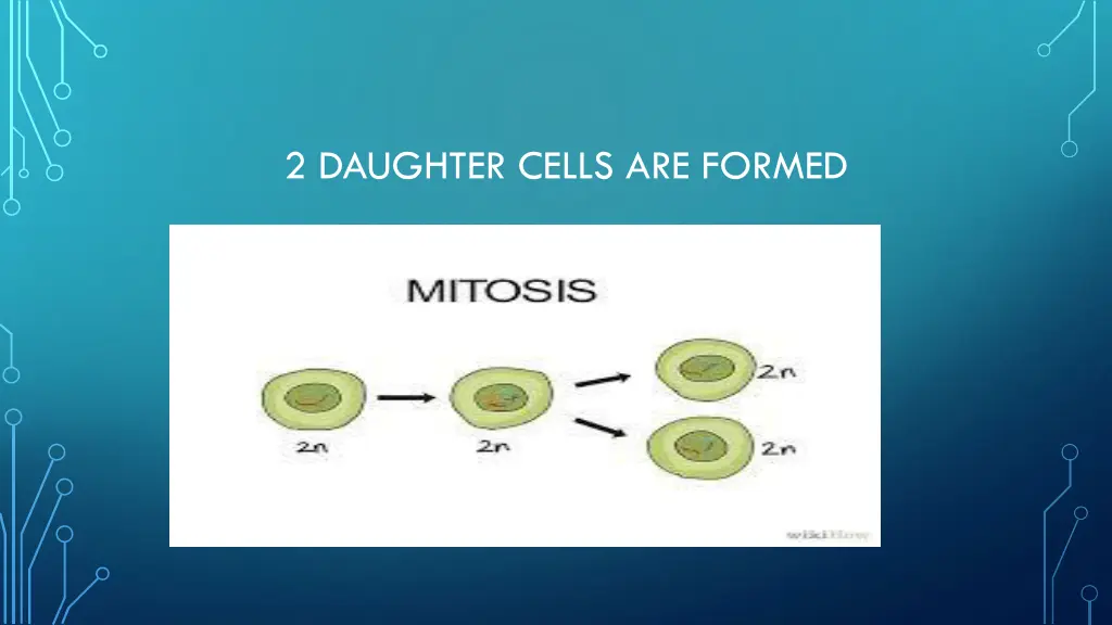 2 daughter cells are formed