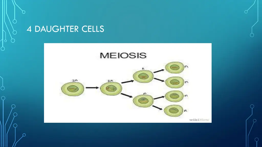 4 daughter cells