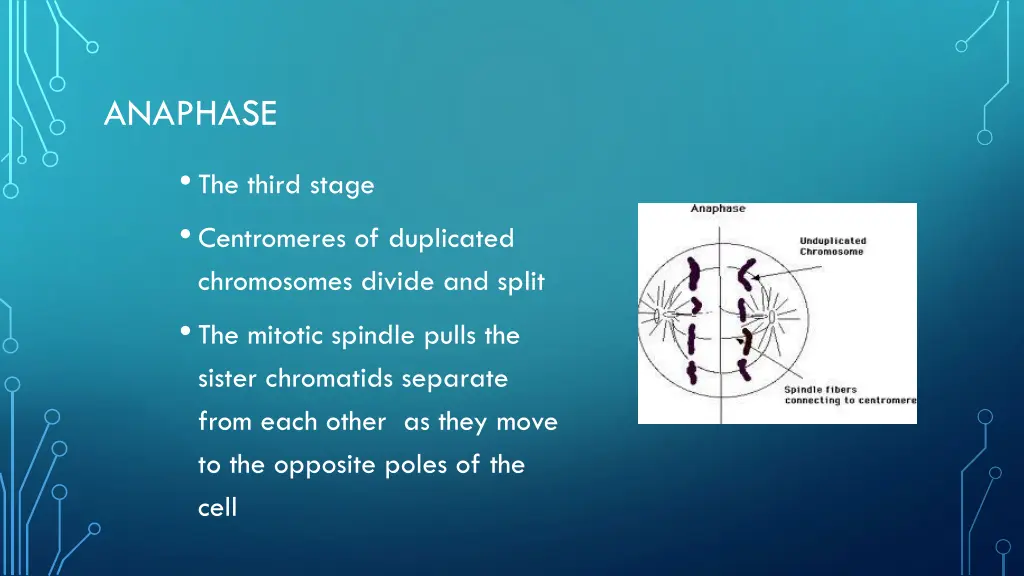 anaphase