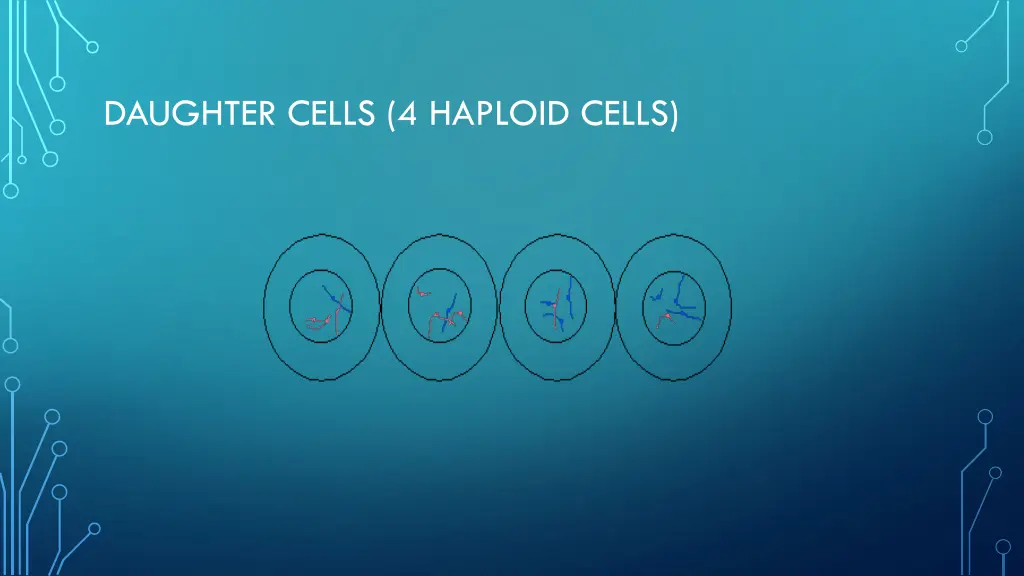 daughter cells 4 haploid cells